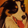 harley collie dog