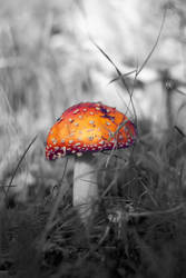 Mushroom Magic