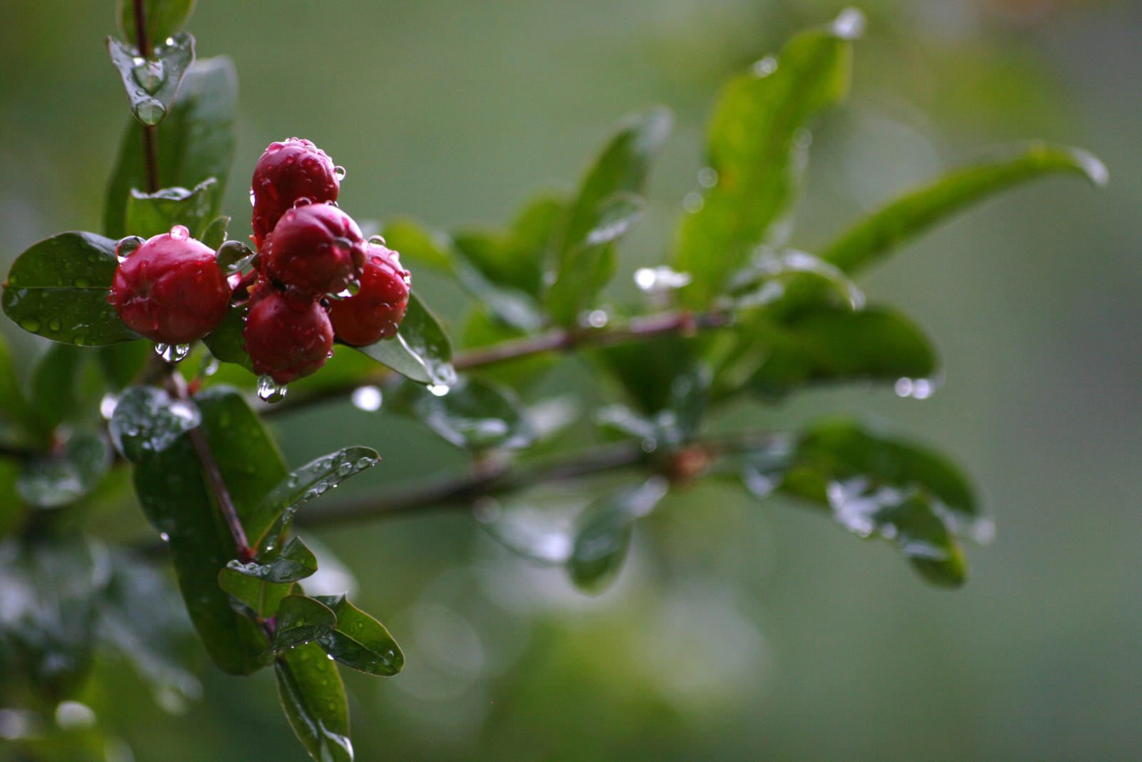 Pomegranate flowers.