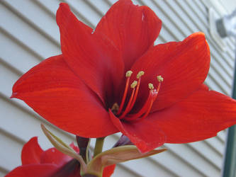 Amaryllis Belladonna