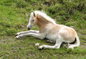 Foal