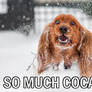 Cocaine Spaniel