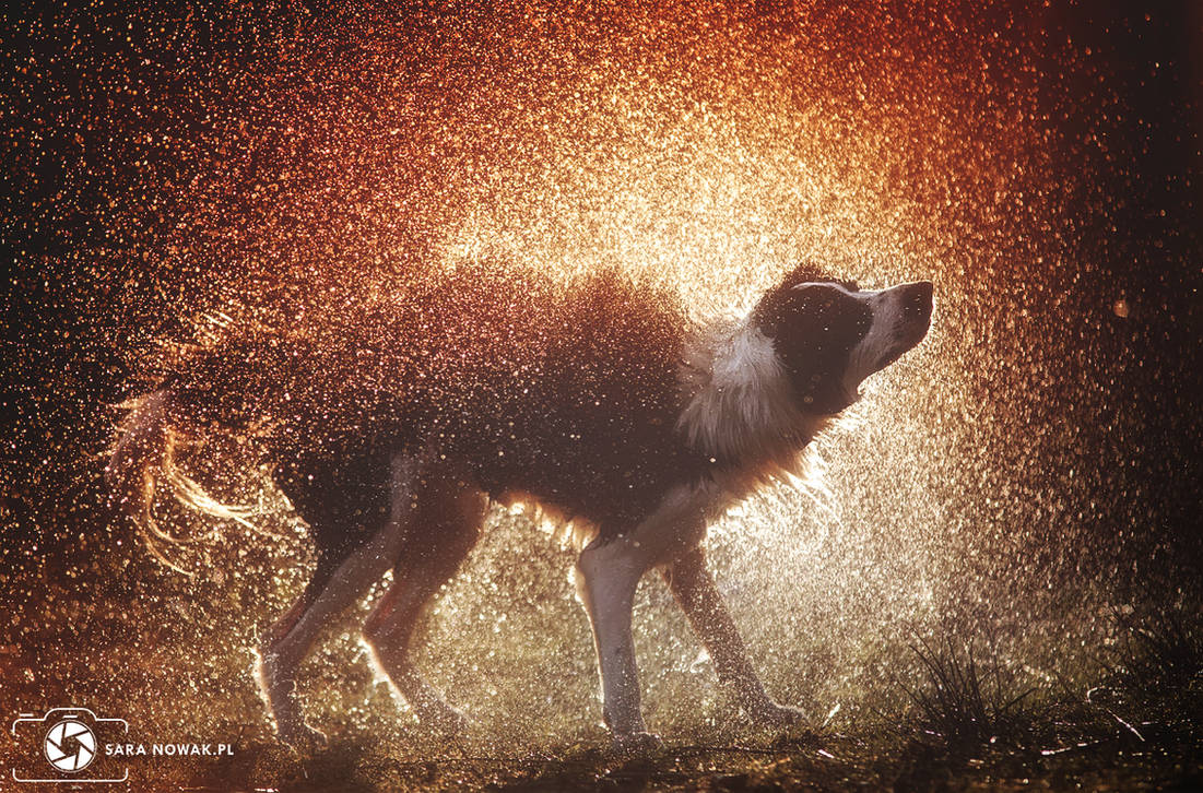 Shake it off by Aenkill Shake it off by Aenkill