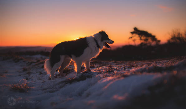 Frosty morning