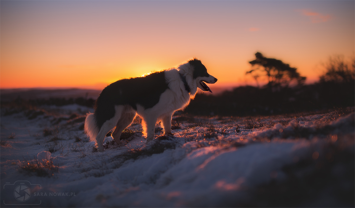 Frosty morning