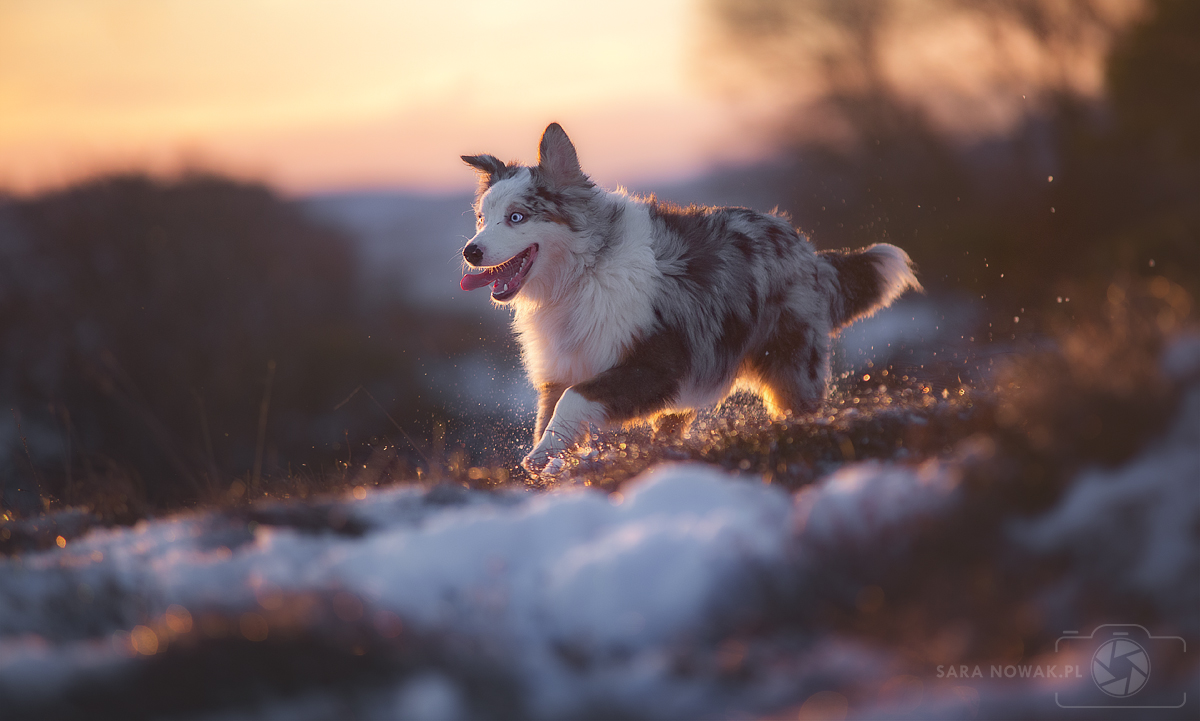 Daktyl the Australian Shepherd