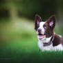 Luna the border collie