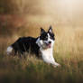 Altis the border collie