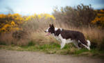 Luna the border collie by Aenkill