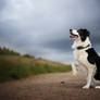 Altis the border collie