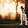 Luna the Border Collie