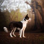 Luna the Border Collie