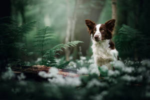 Luna the Border Collie