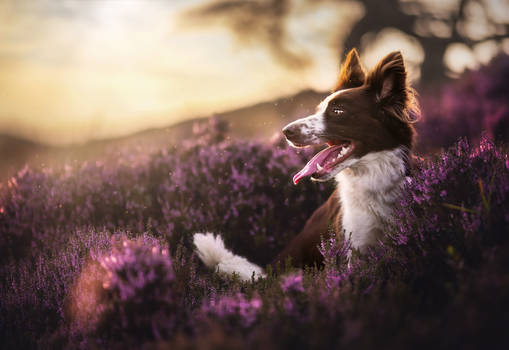 Luna he border collie