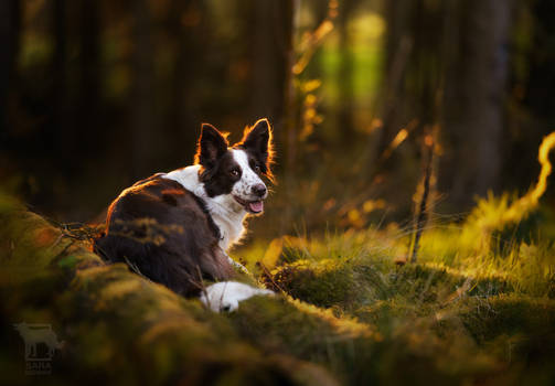 Luna the border collie