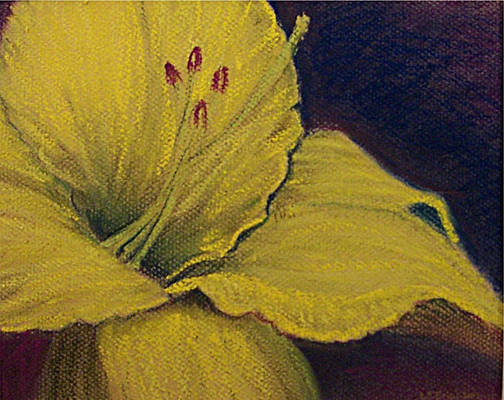 Yellow Lily Pastel