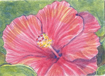 ACEO Hibiscus