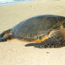 honu 1