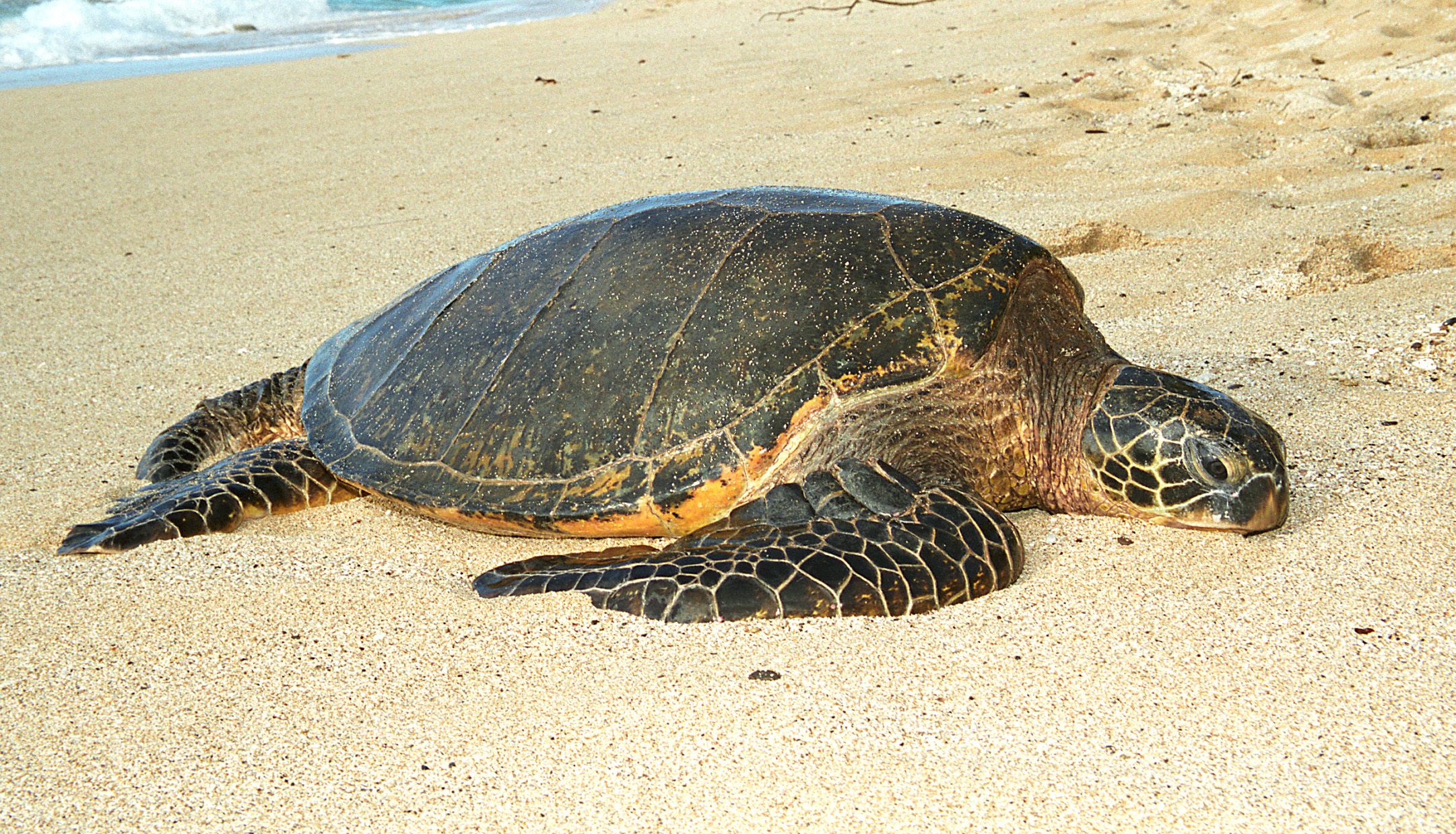 honu 1