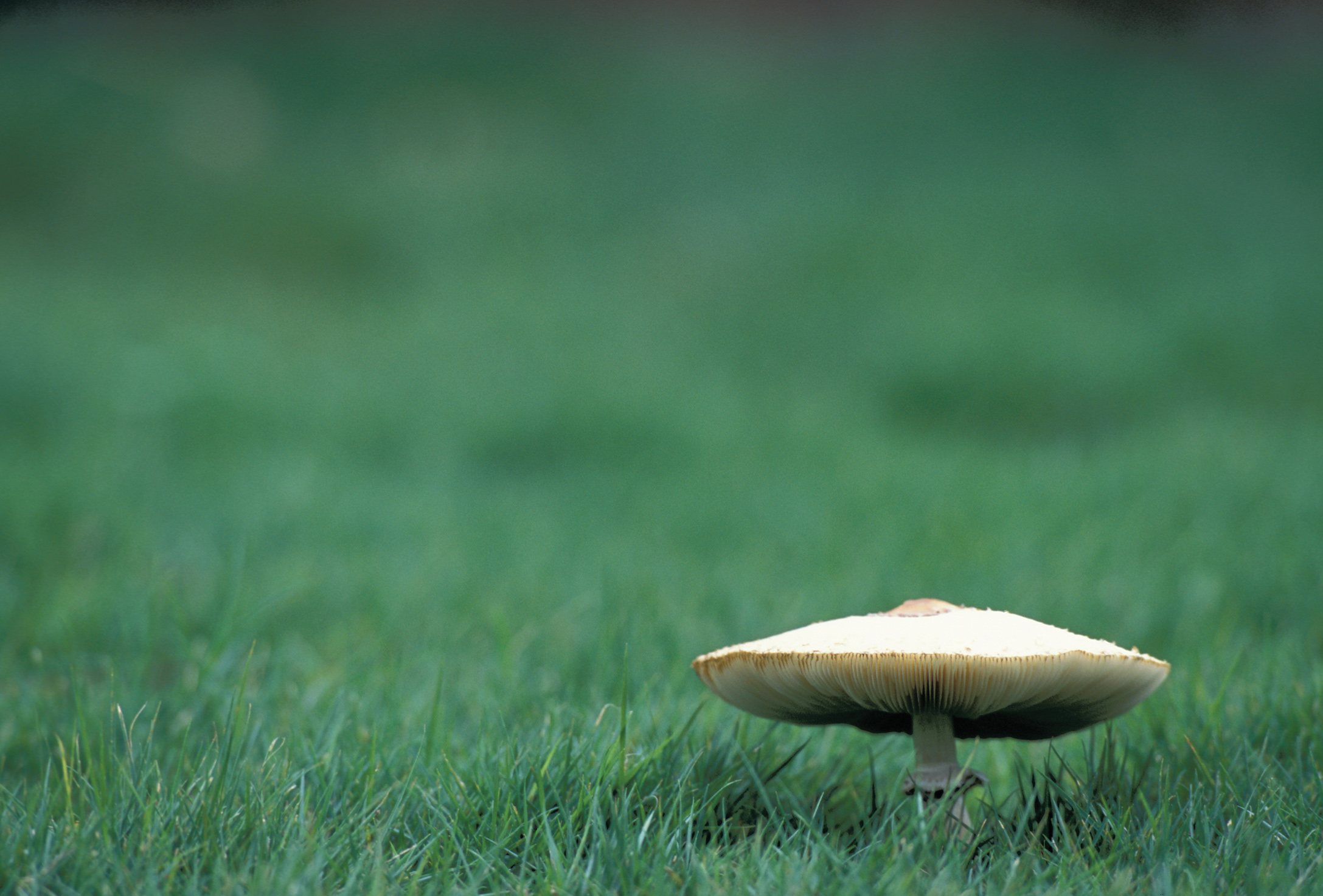 mushroom 1