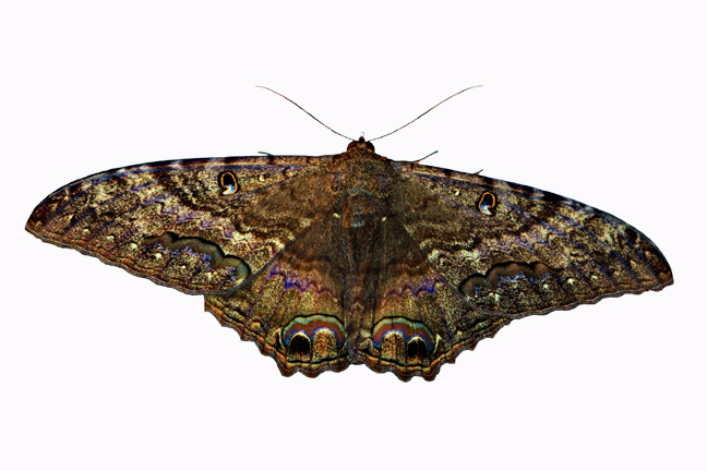 moth 1