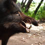 wild boar 1