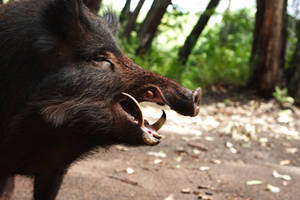 wild boar 1