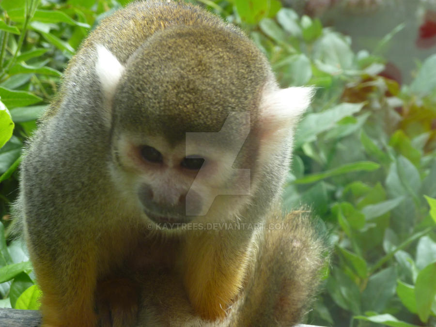 Spider Monkey Deviantart spider monkey by kaytrees on DeviantArt