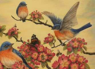 Eastern Blue Birds