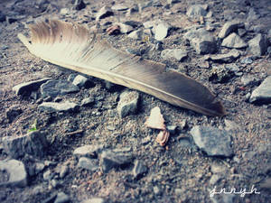 feather