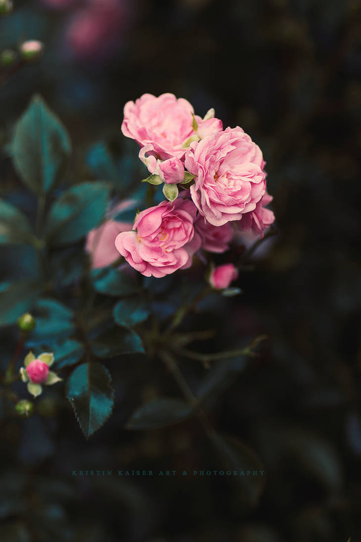 P A S T E L L by Krissey P A S T E L L by Krissey