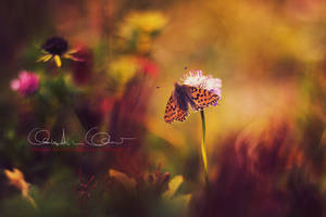 L I T T L E . B U T T E R F L Y by Krissey L I T T L E . B U T T E R F L Y by Krissey