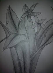 flora in pencil