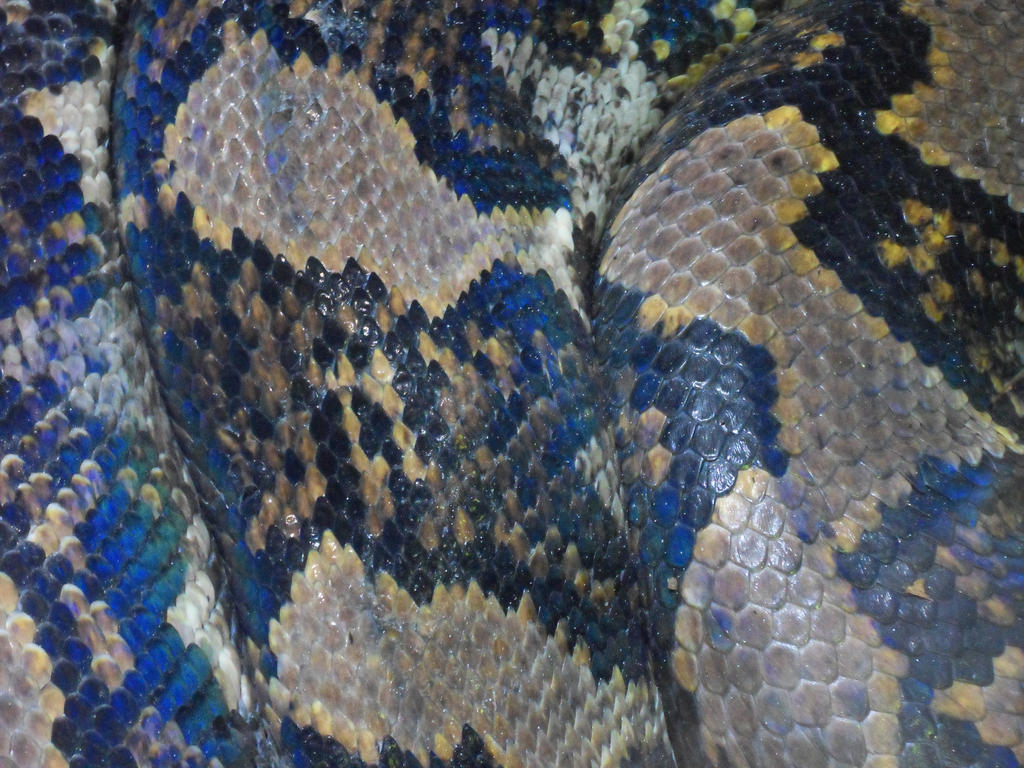 Reticulated Python by YummJellyfish on DeviantArt