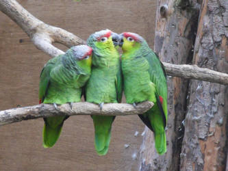 Green Parrots