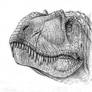 Albertosaurus sketch