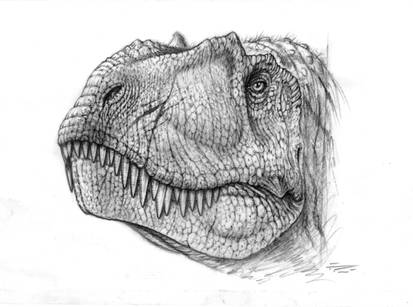 Albertosaurus sketch