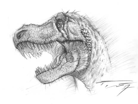 Tyrannosaurus rex - STAN BHI 3033
