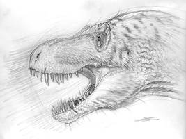 Tyrannosaurus rex  BHIGR 3033 - Stan