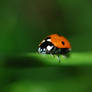 Coccinella