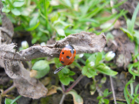 Ladybug