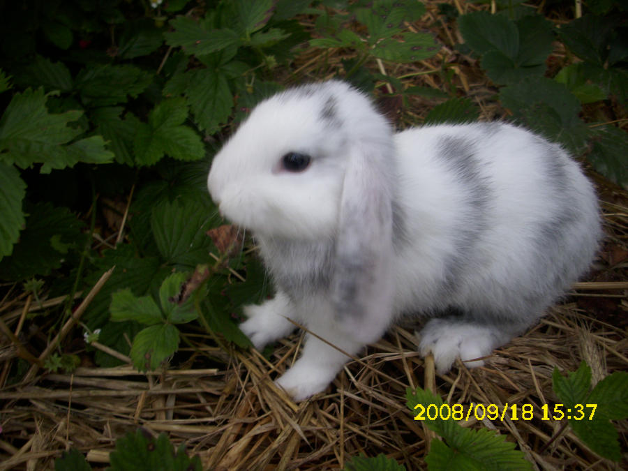 rabbit by lolgschi97 on DeviantArt