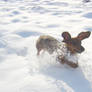 Happy dachshund