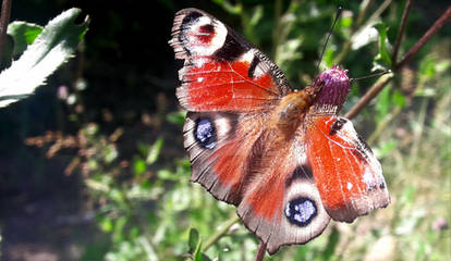 A peacock butterfly 1 - Poland