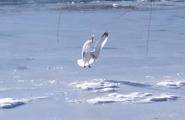 Seagull, Landing on the Frozen River.