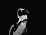 Penguin - Boston Aquarium by wagn18