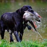 hunting dog