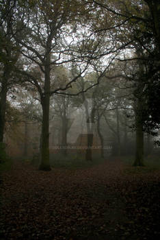 Stroll in the Woods