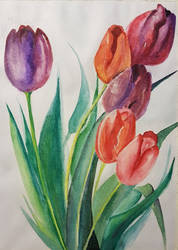 Tulips on white