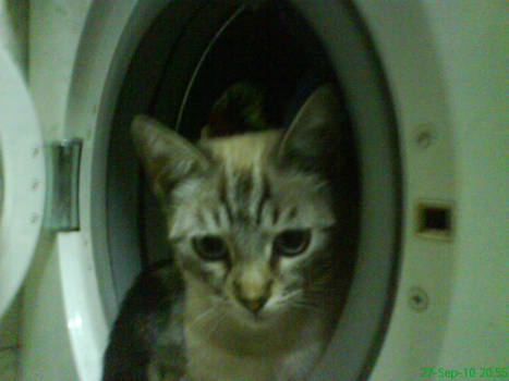 CatWash